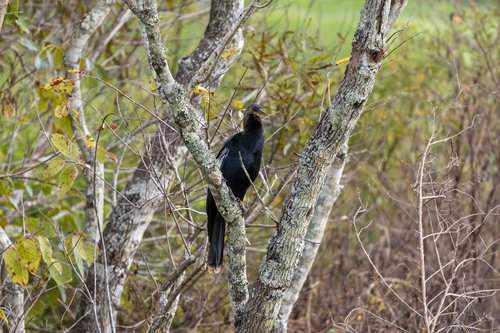 Anhinga