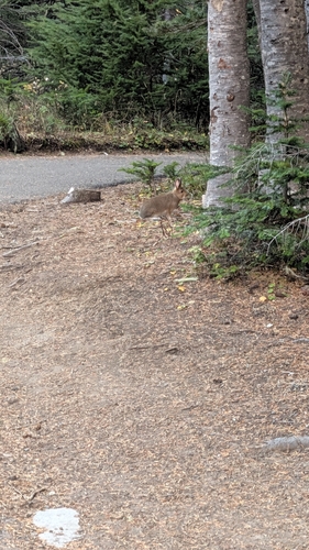 Snowshoe Hare observed by misainoregon