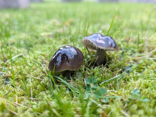 Slimy Waxcap