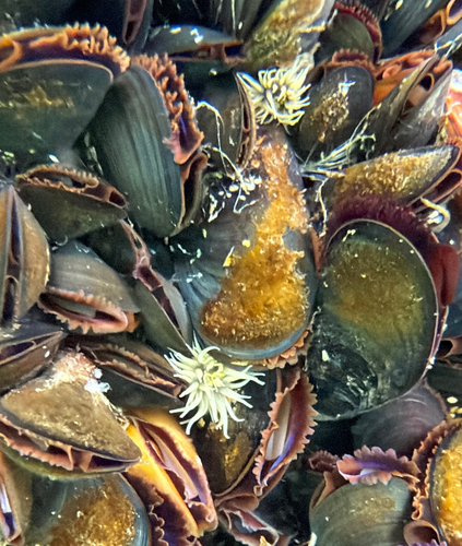 Striped Green Sea Anemone