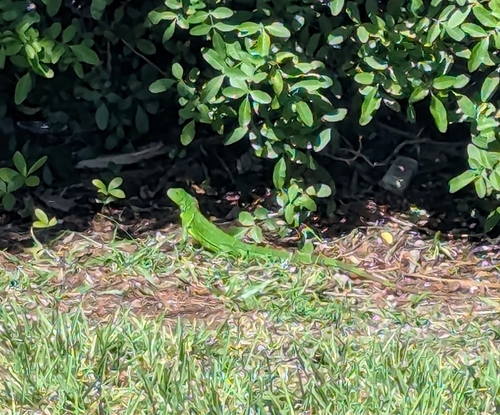 Green Iguana