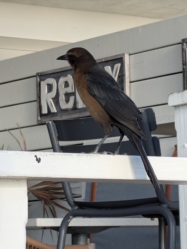 Boat-tailed Grackle