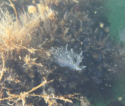 Giant Nudibranch