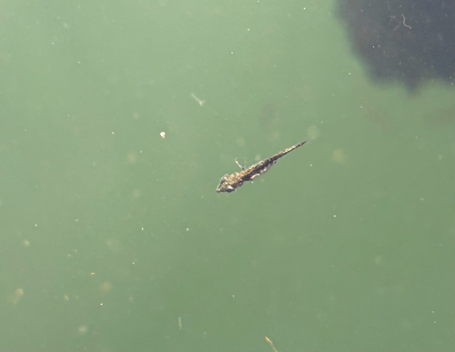 Threespine Stickleback