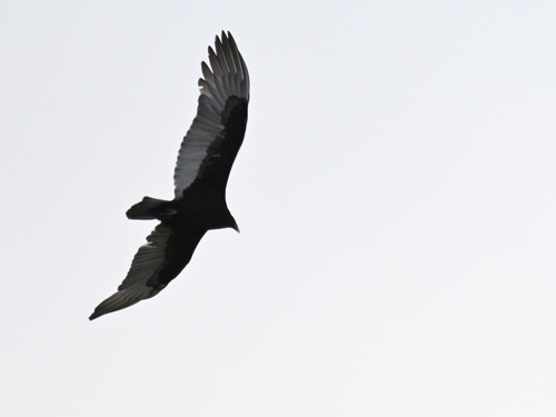 Turkey Vulture