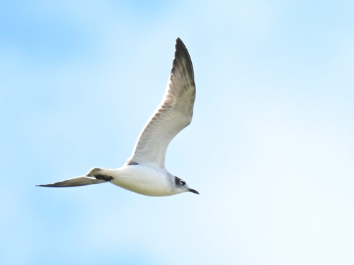 Franklin's Gull