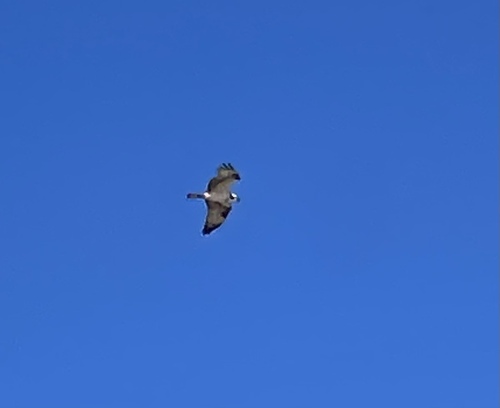 Osprey