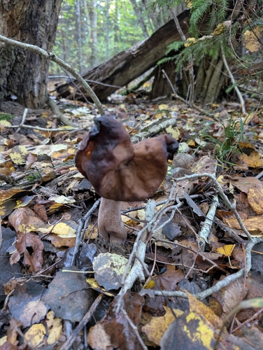Saddle-shaped False Morel