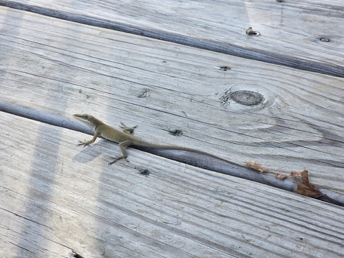 Green Anole