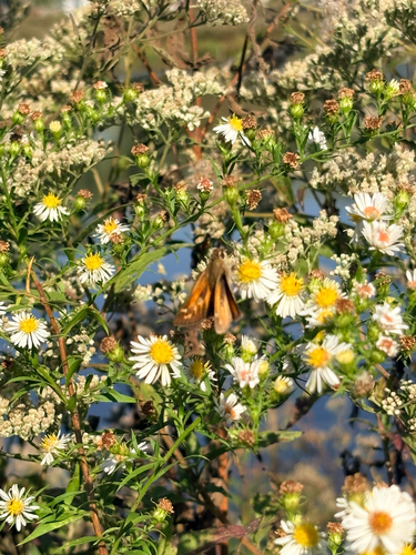 Huron Skipper