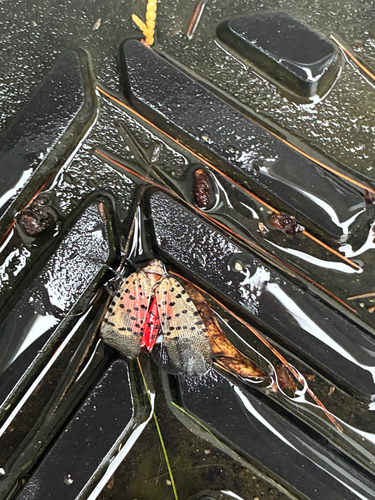 Spotted Lanternfly