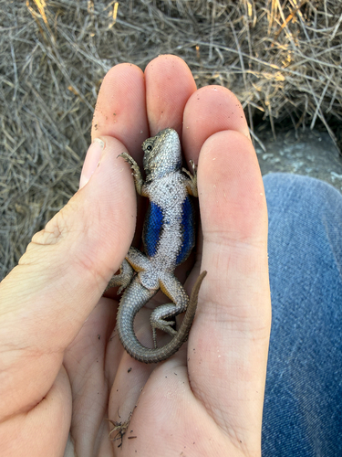 Western Fence Lizard