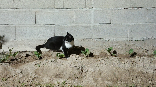Domestic Cat