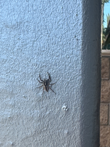 Gray Wall Jumping Spider