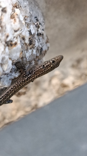 Podarcis lusitanicus