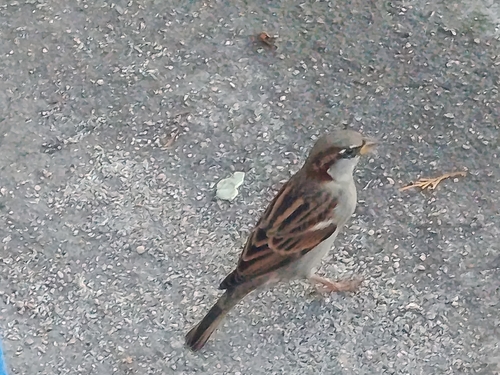 House Sparrow