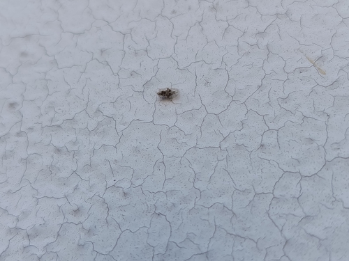 oak lace bug