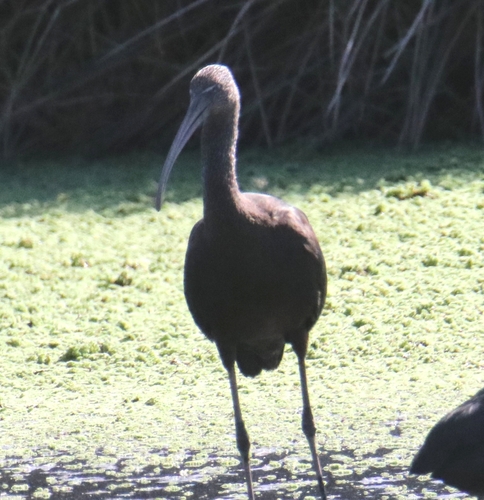 Glossy Ibis