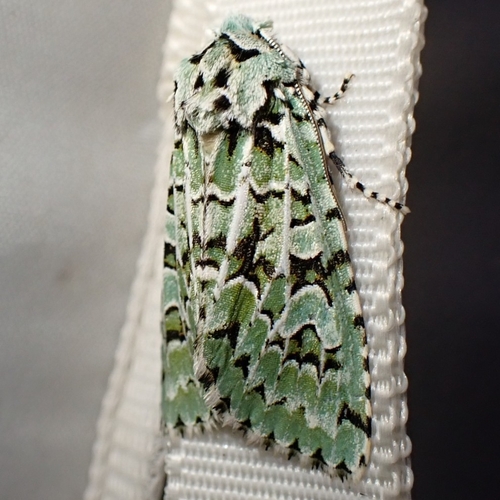Merveille du Jour