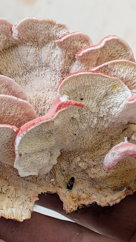 Coral-pink Merulius