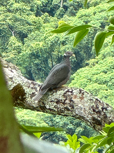 Band-tailed Pigeon observed by jorge319