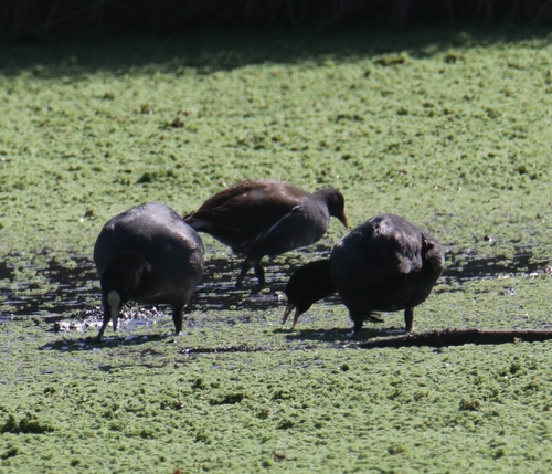 Common Coot