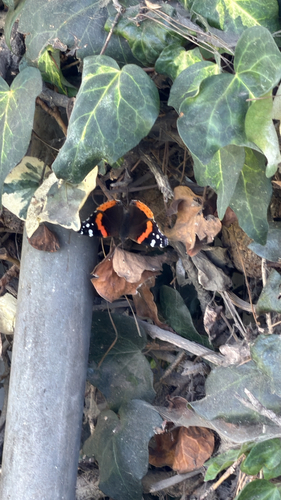 Red Admiral
