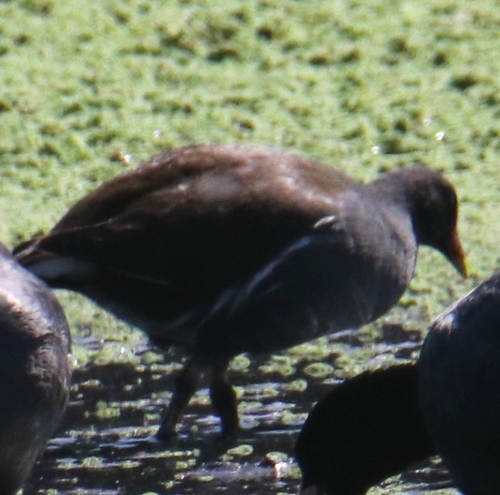 Eurasian Moorhen