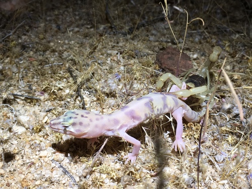 Western Banded Gecko