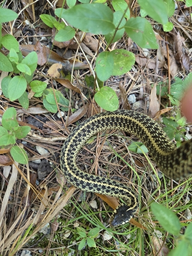 Common Garter Snake