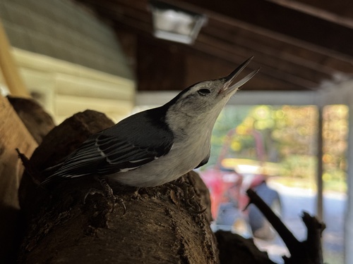 White-breasted Nuthatch