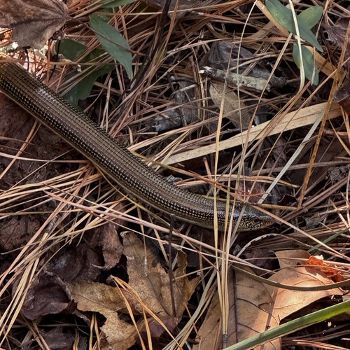 Eastern Glass Lizard observed by sharonoutside