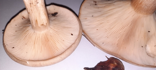 Cloudy Clitocybe