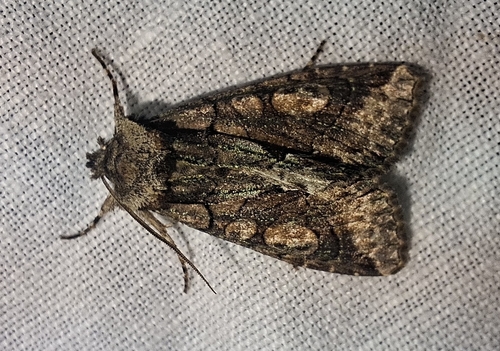 Green-brindled Crescent