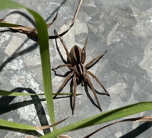 Dotted Wolf Spider