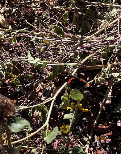 Red Admiral