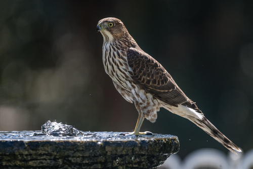 Cooper's Hawk