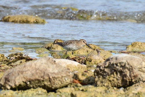 Dunlin