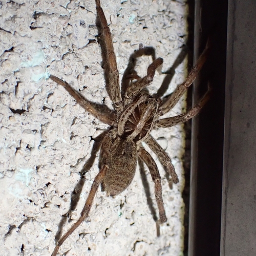 Radiated Wolf Spider