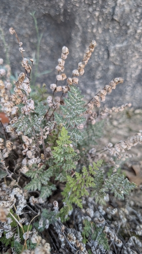 Fee's lip fern