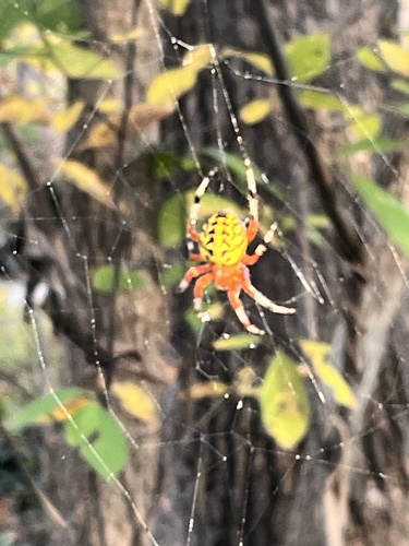 Marbled Orbweaver