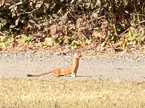Long-tailed Weasel observed by wildmushroom