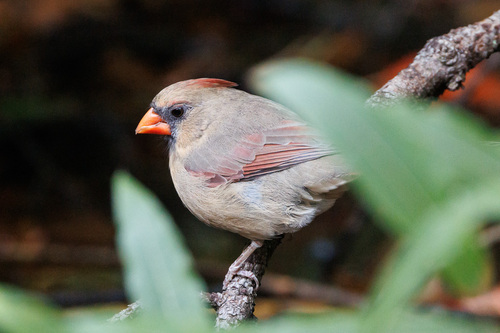 Northern Cardinal
