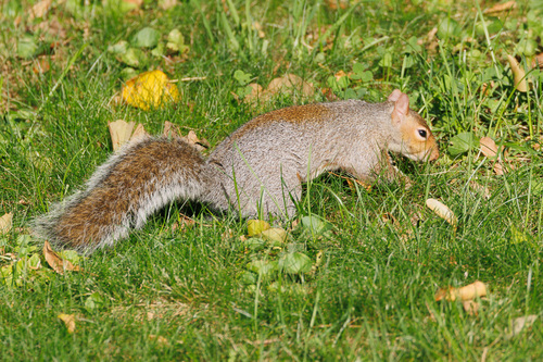 Eastern Gray Squirrel