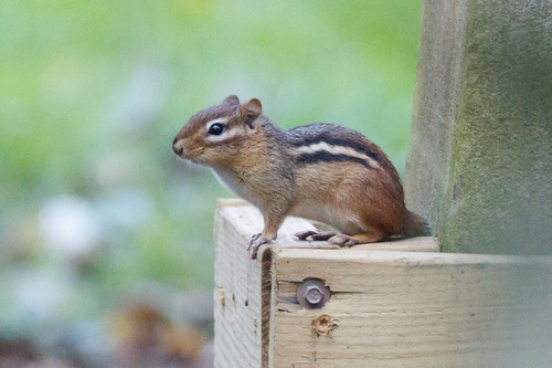 Eastern Chipmunk