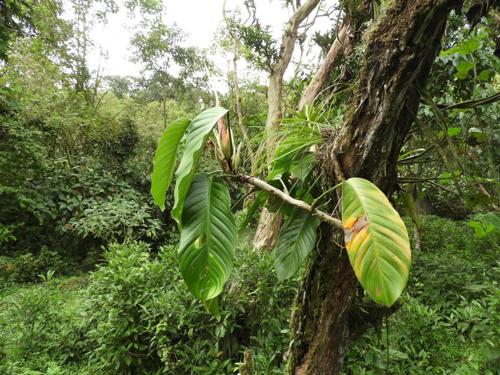 Philodendron clarkei from San Miguel de los Bancos, Ecuador on May 24 ...