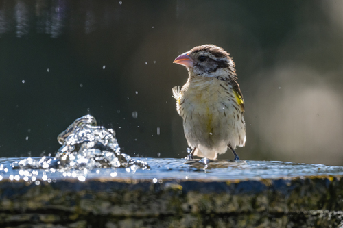 Black-headed Grosbeak