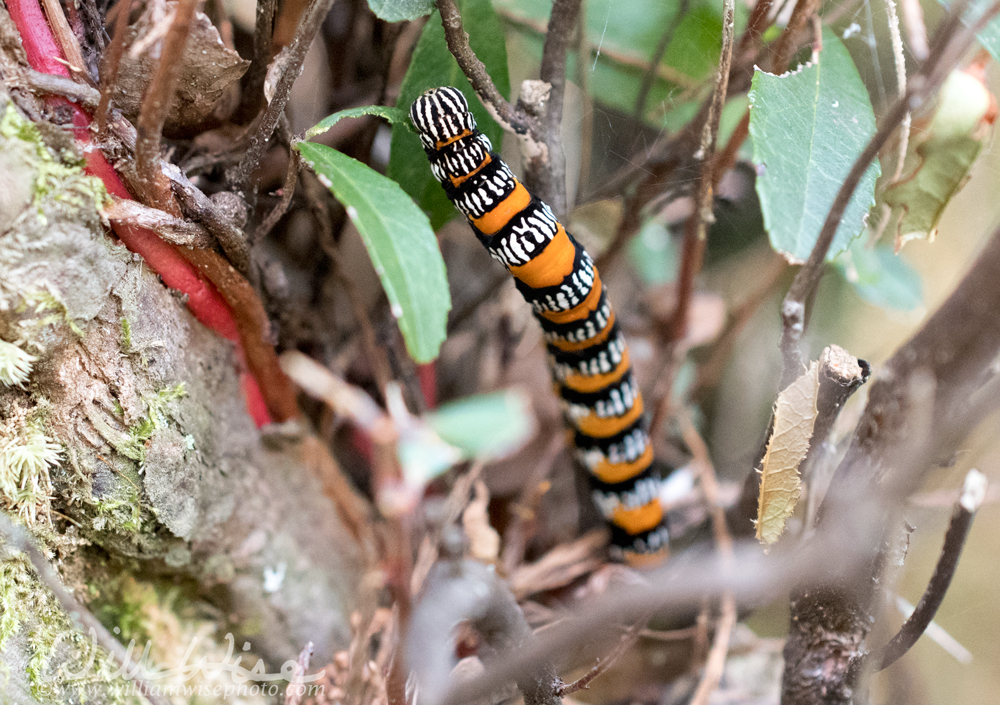 Okefenokee Zale Moth Caterpillar