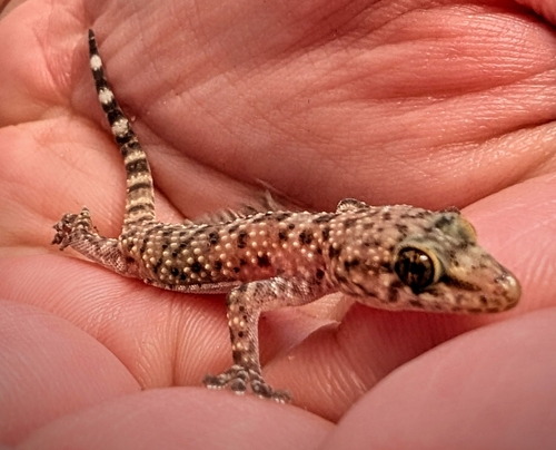 Mediterranean House Gecko