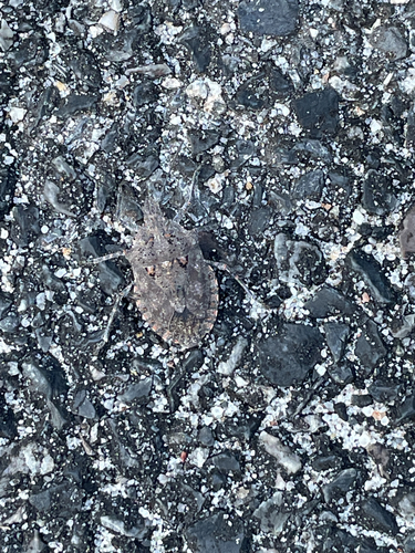 Four-humped Stink Bug